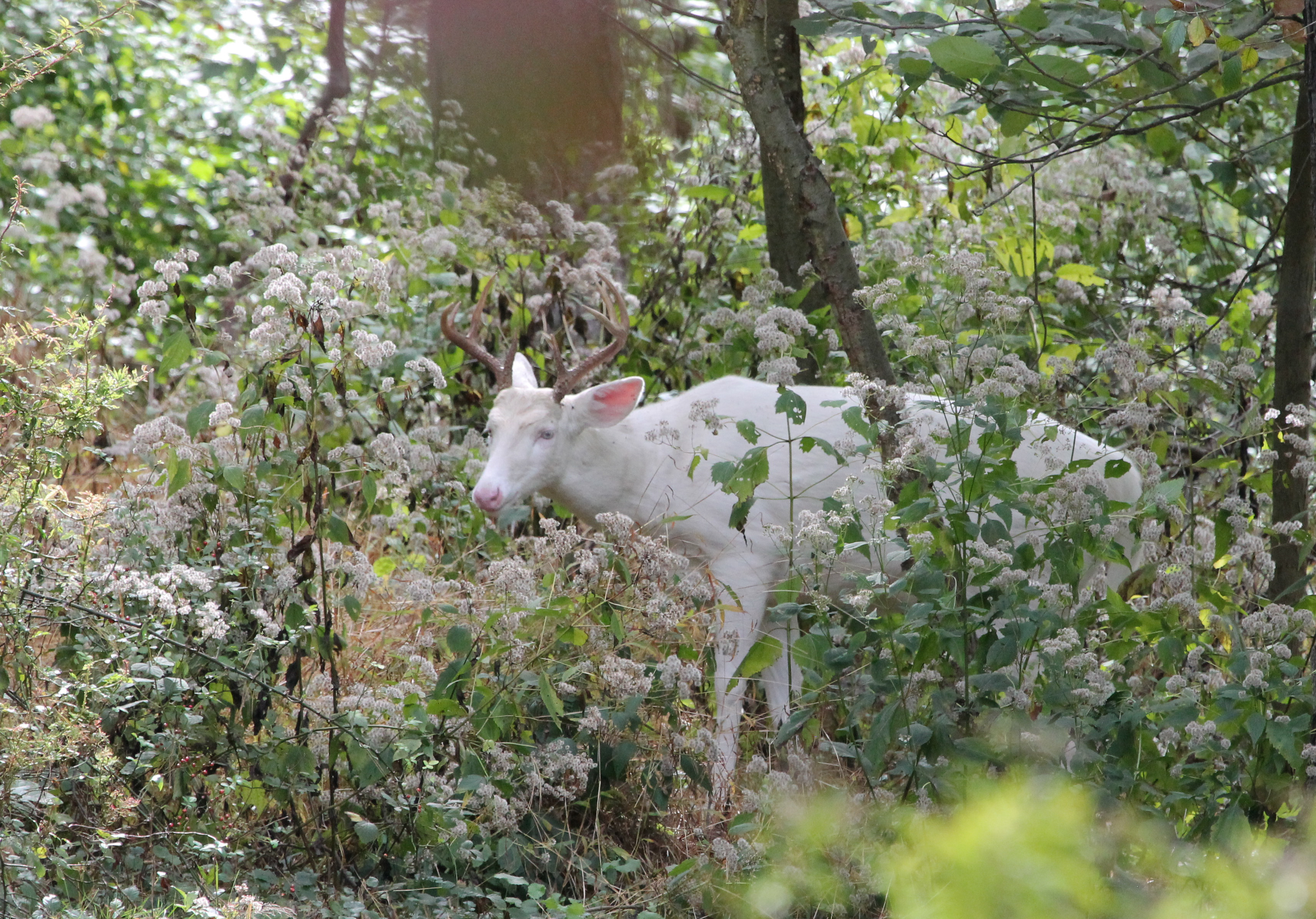 An Albino Deer
